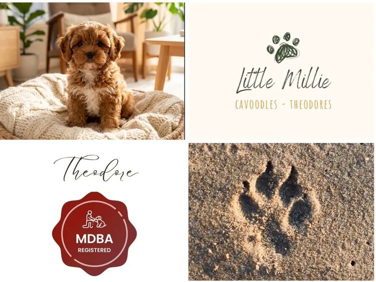 Little Millie Cavoodles /Theodores