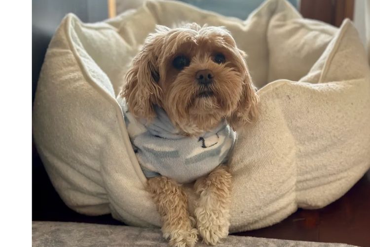 Little Millie Cavoodles /Theodores