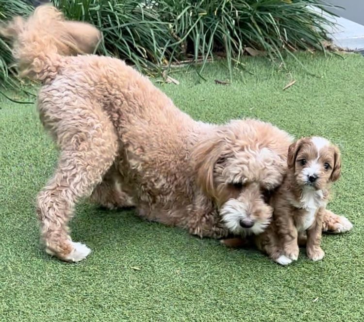 Little Millie Cavoodles /Theodores