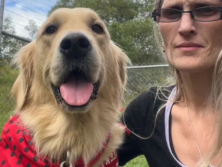 Laceymops Golden Retrievers