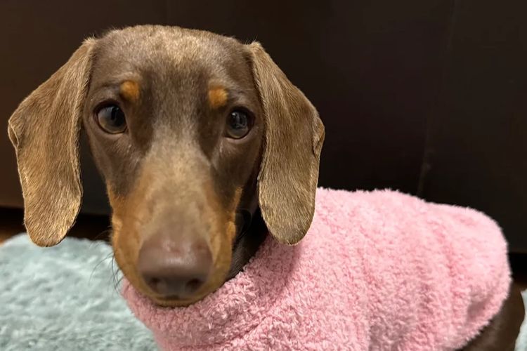 Dashing (Dayshen MDBA 28166) Miniature Dachshunds