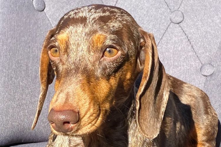 Dashing (Dayshen MDBA 28166) Miniature Dachshunds