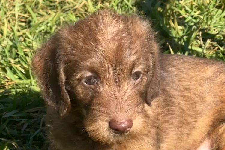 Dashing (Dayshen MDBA 28166) Miniature Dachshunds