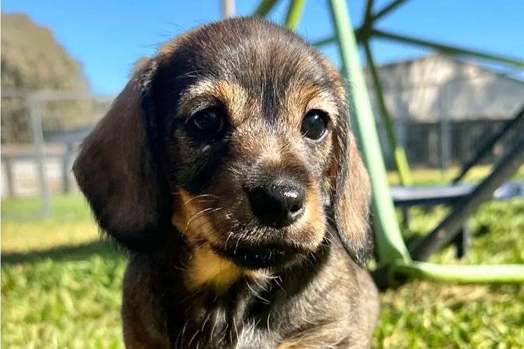 Dashing (Dayshen MDBA 28166) Miniature Dachshunds