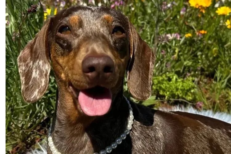 Dashing (Dayshen MDBA 28166) Miniature Dachshunds