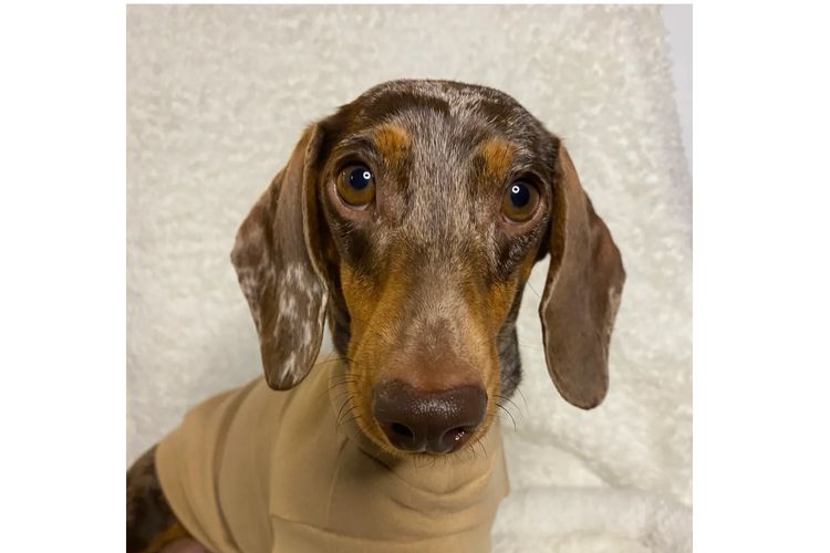 Dashing (Dayshen MDBA 28166) Miniature Dachshunds