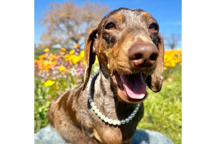 Dashing (Dayshen MDBA 28166) Miniature Dachshunds