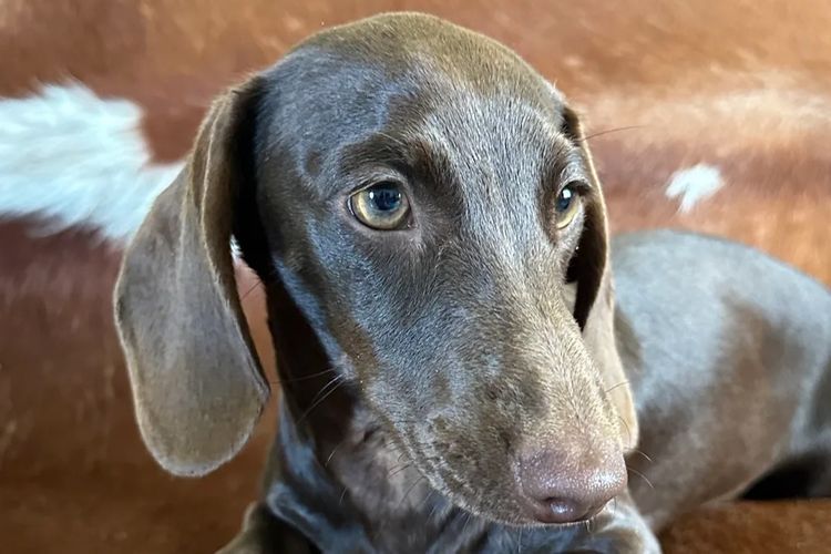 Dashing (Dayshen MDBA 28166) Miniature Dachshunds