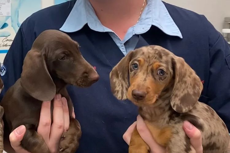 Dashing (Dayshen MDBA 28166) Miniature Dachshunds