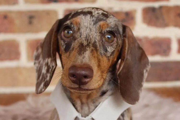 Dashing (Dayshen MDBA 28166) Miniature Dachshunds