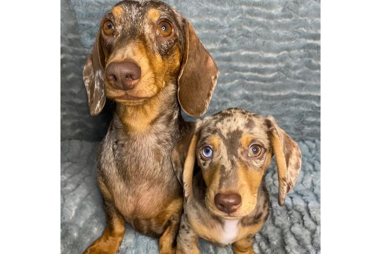 Dashing (Dayshen MDBA 28166) Miniature Dachshunds