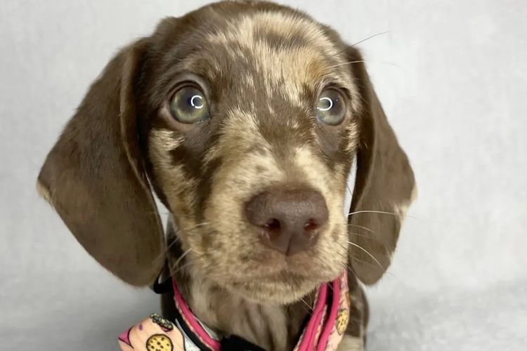 Dashing (Dayshen MDBA 28166) Miniature Dachshunds