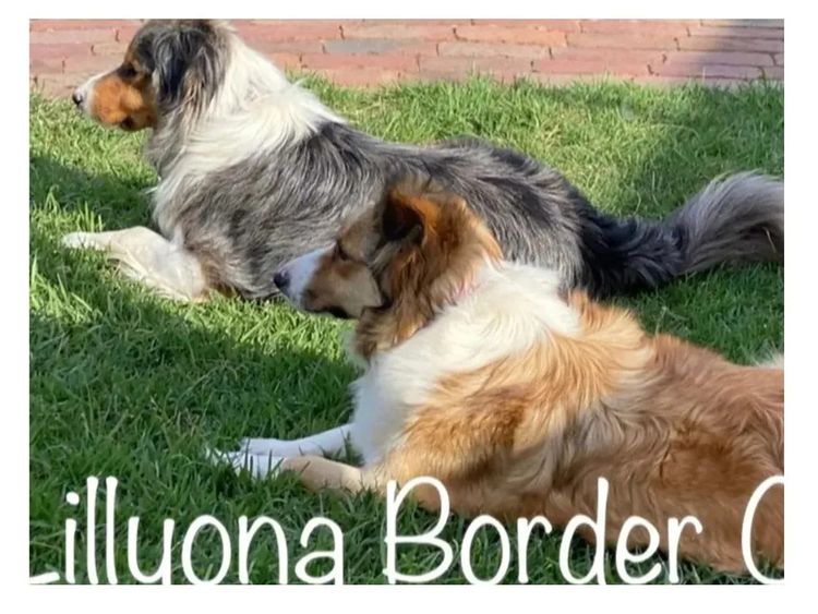 Lillyona Border Collies