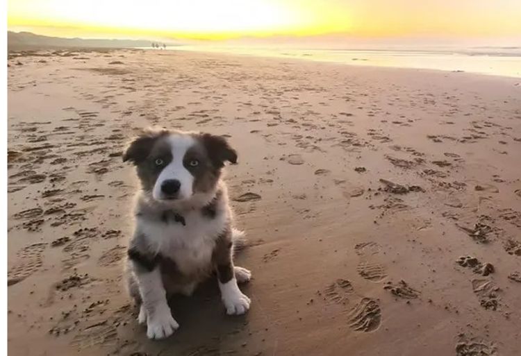 Lillyona Border Collies