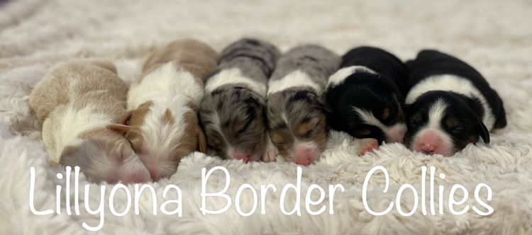 Lillyona Border Collies
