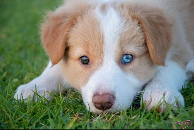 Lillyona Border Collies