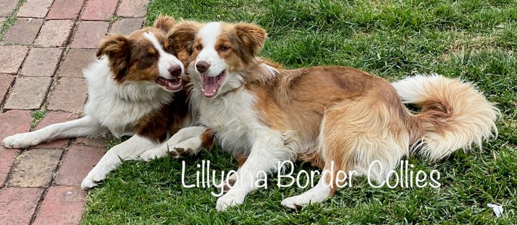 Lillyona Border Collies