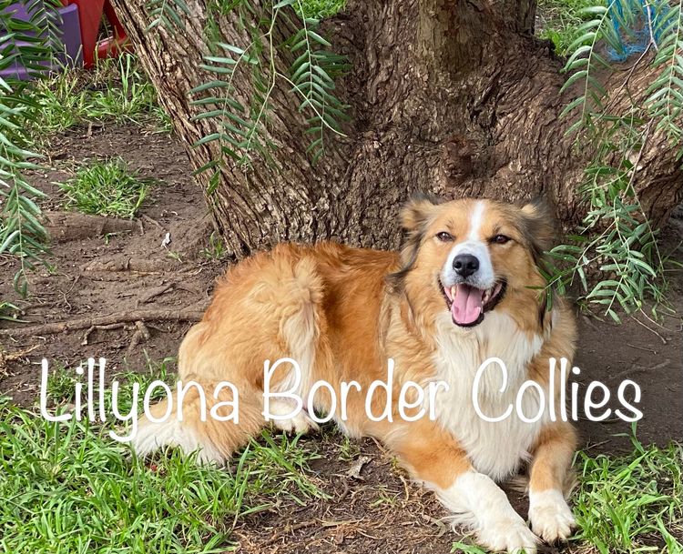 Lillyona Border Collies