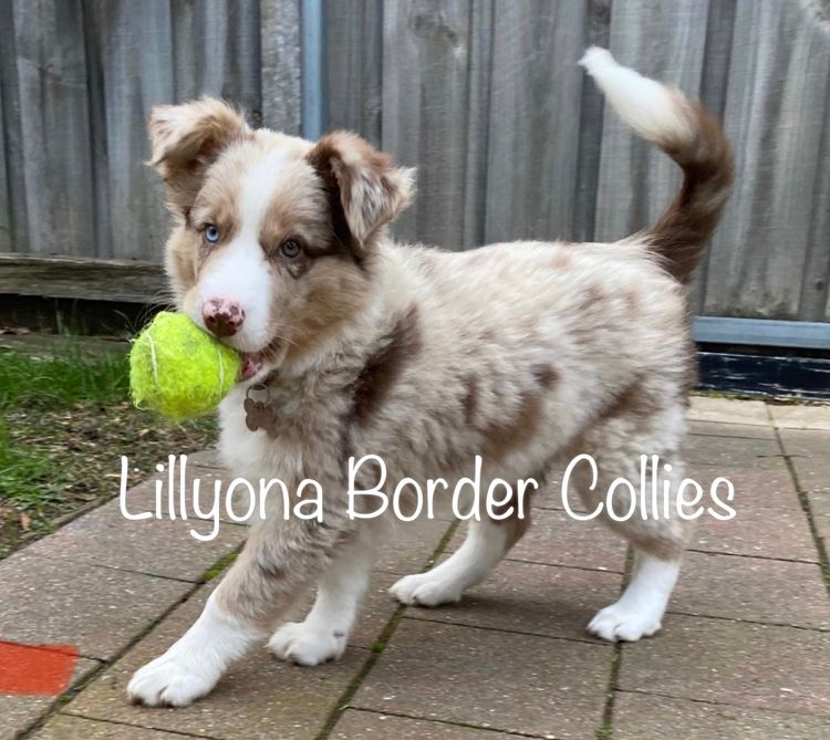 Lillyona Border Collies