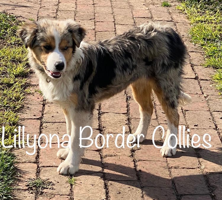 Lillyona Border Collies