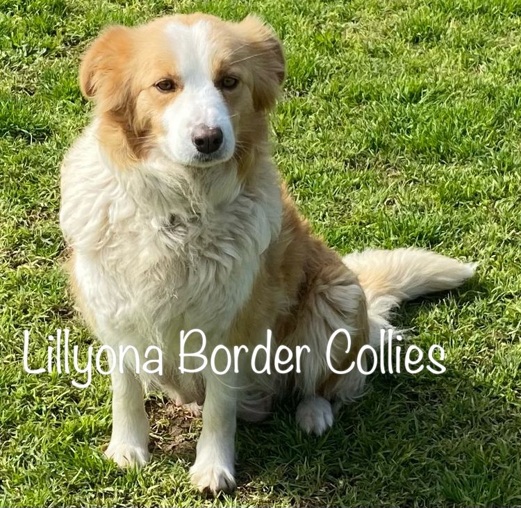 Lillyona Border Collies