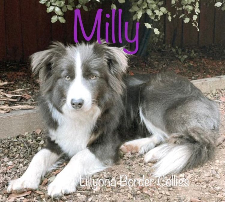 Lillyona Border Collies