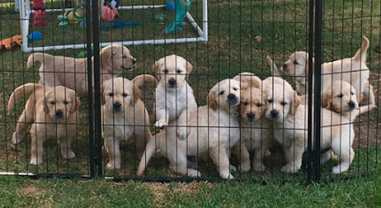 Trulore Golden Retrievers