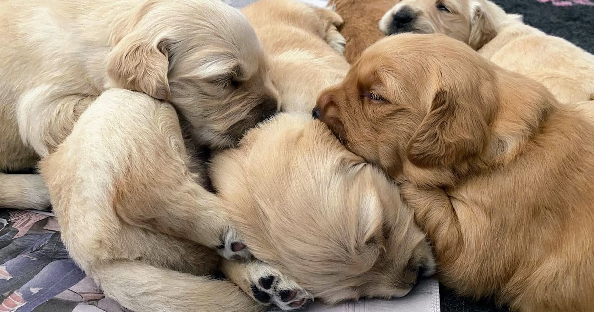 Trulore Golden Retrievers, responsible breeder in Victoria RightPaw