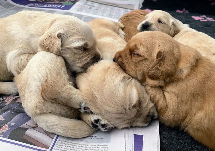 Trulore Golden Retrievers