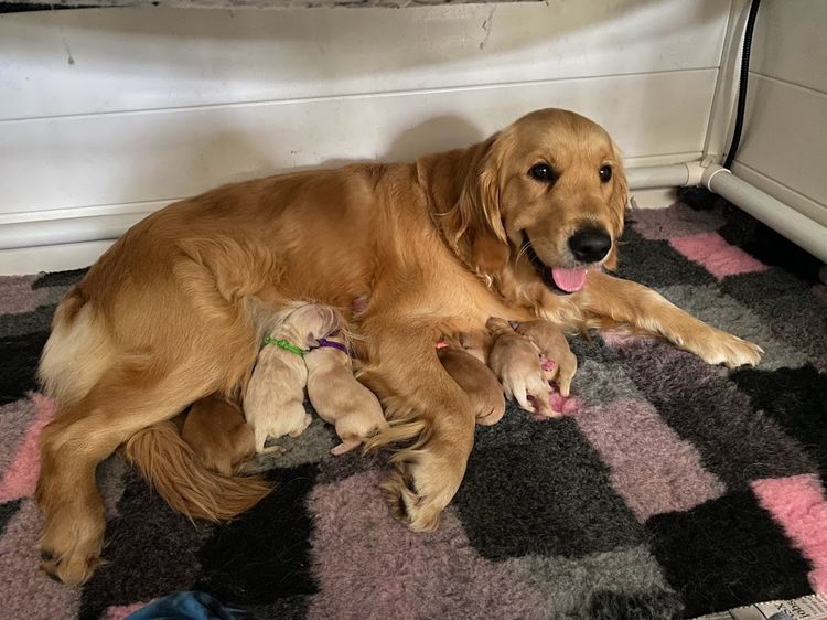 Trulore Golden Retrievers
