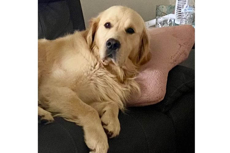 Trulore Golden Retrievers