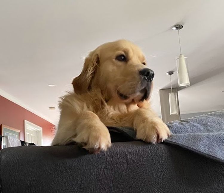 Trulore Golden Retrievers