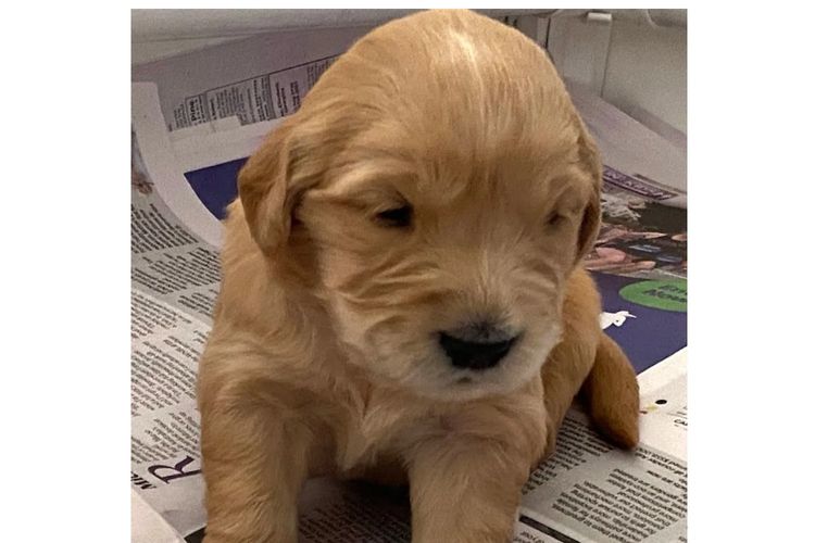 Trulore Golden Retrievers