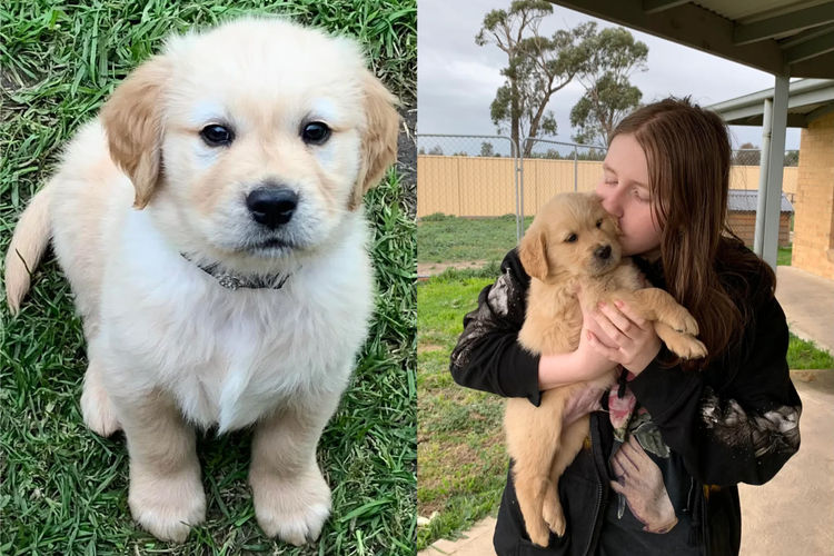 Trulore Golden Retrievers