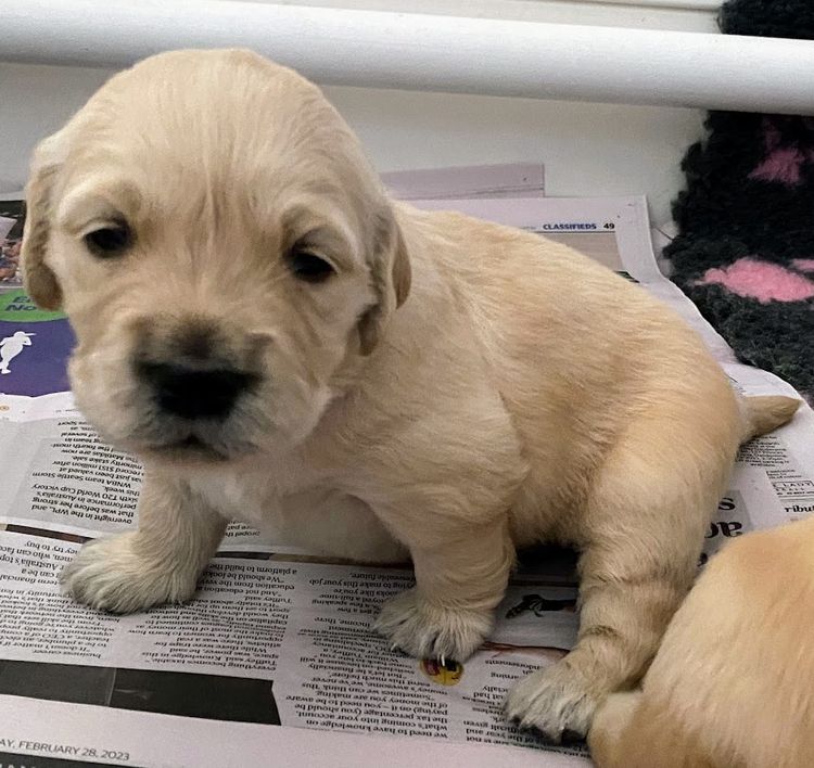 Trulore Golden Retrievers