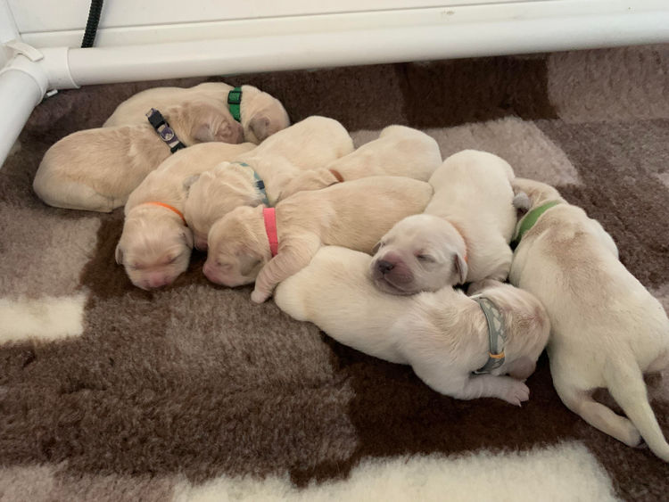 Trulore Golden Retrievers