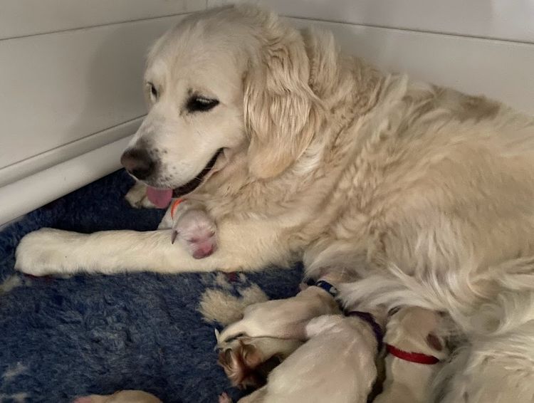 Trulore Golden Retrievers