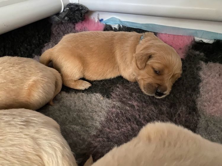 Trulore Golden Retrievers