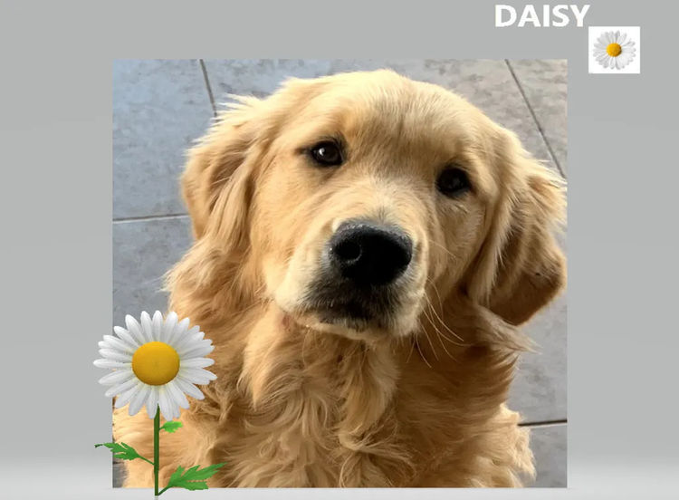 Trulore Golden Retrievers