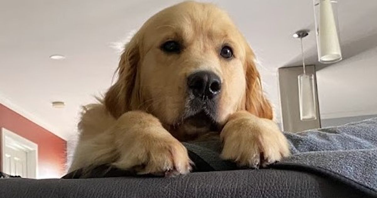 Trulore Golden Retrievers, responsible breeder in Victoria RightPaw