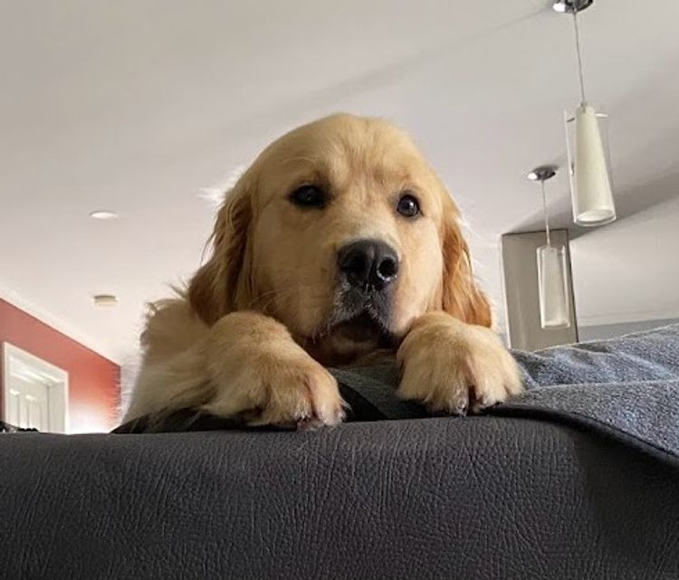 Trulore Golden Retrievers