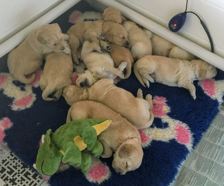 Trulore Golden Retrievers