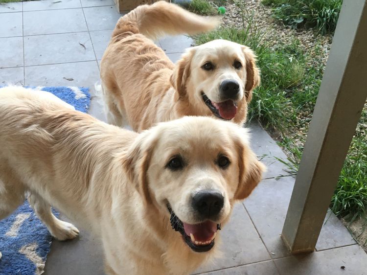 Trulore Golden Retrievers