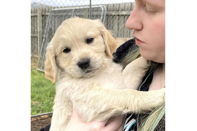 Trulore Golden Retrievers