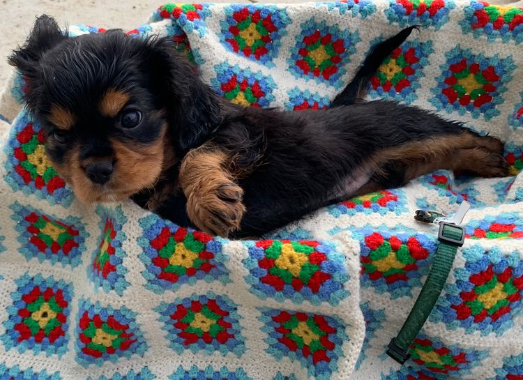 Freezepoint Kennels - Cavaliers