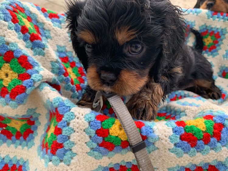 Freezepoint Kennels - Cavaliers
