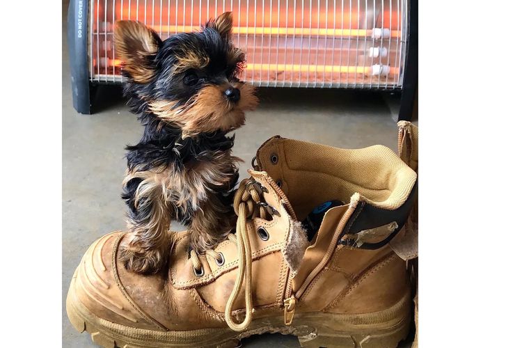 Yorkie Companions