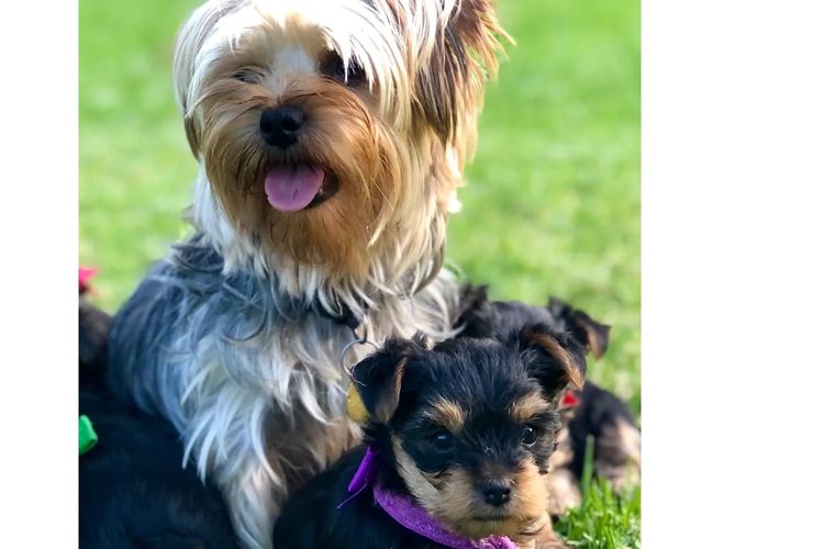 Yorkie Companions