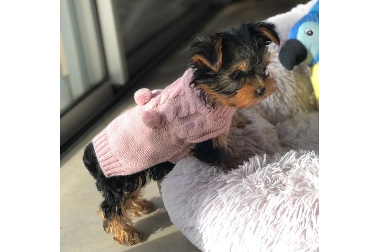 Yorkie Companions