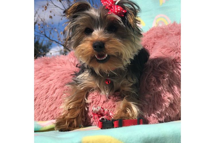 Yorkie Companions